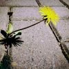 dandelion, weed, flower-729693.jpg